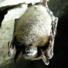 A Little Brown Bat with white-nose syndrome in a Vermont cave.