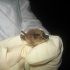 Affected Little Brown Bat