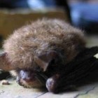 Dead Little Brown Bat