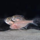 Blind Cave Fish