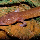 Berry Cave Salamander