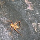 Cave Bugs