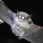 Little Brown Bat with White-nose Syndrome.