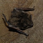 A Suspicious-Looking Little Brown Bat
