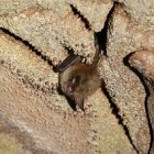 Northern Long-eared Bat
