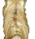 Stalagmite Cross Section