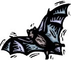 Bat