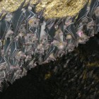 Monfort Bat Cave
