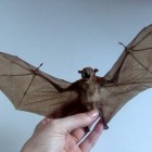 Freeze Dried Bat