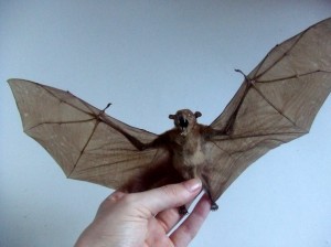 Freeze Dried Bat