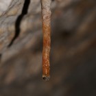 Stalactite
