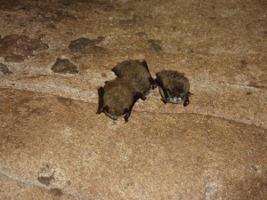 Cluster of three little brown bats with WNS
