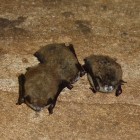Cluster of three little brown bats with White-nose syndrome.