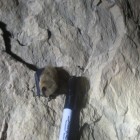 Hibernating Eastern Small-Footed Bat