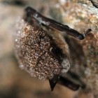 Little Brown Bat with White-nose Syndrome.