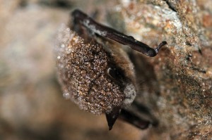 Little Brown Bat with White-nose Syndrome.