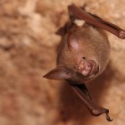The Year of the Bat Photo Contest 2011