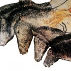 Drawings of Horses from Chauvet Cave