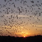 Bats exit New Mexico's Carlsbad Caverns.