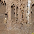 Berome Moore Cave Helictites with Cave Salamander