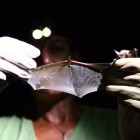 Janet Tyburec Holds a Bat