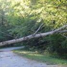 Tree & Power Lines Across the Road