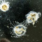 Rare Peach Blossom Jellyfish Discovered in Chinese Cave