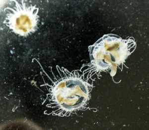 Rare Peach Blossom Jellyfish Discovered in Chinese Cave