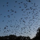 Mexican Free-Tail Bats Emerging From the Bracken Bat Cave.