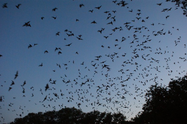 Mexican Free-Tail Bats Emerging From the Bracken Bat Cave.