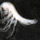 Cave Shrimp Found in Nevada's Great Basin National Park