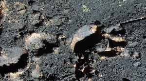 Tasmanian Tiger Footprints Found in Australia's Jewel Cave