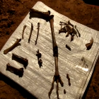 Prehistoric Bird Discovered Under Australia’s Nullabor Plains