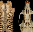 Upper toothrows of Timor’s extinct giant rat (left), the biggest rat that ever lived, compared with the skull of a black rat (right).  Photo via CSIRO