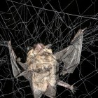 Little Brown Bat in Mist Net
