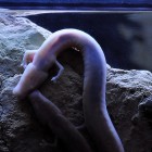 Cave Salamander