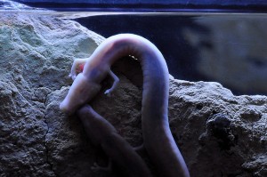 Cave Salamander