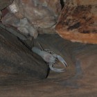A Cave Crayfish