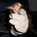 Bat at Pipe Spring National Monument