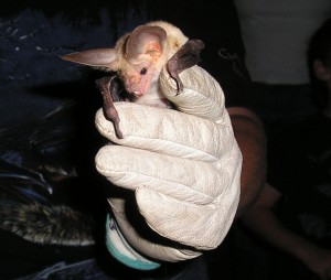Bat at Pipe Spring National Monument