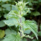 Nettle