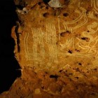 Rouffignac Cave Finger Flutings