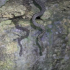 Puerto Rican Boa Hunting Bats