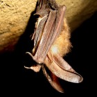 Virginia Big-Eared Bat