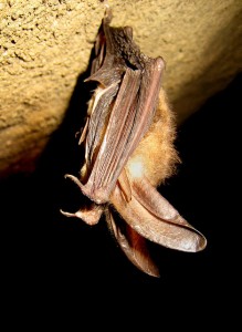 Virginia Big-Eared Bat