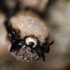 Little Brown Bat with White-nose Syndrome.
