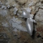 Hydromagnesite Balloon in Jewel Cave.
