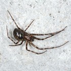 The Large Cave Spider - Meta menardi