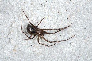 The Large Cave Spider - Meta menardi