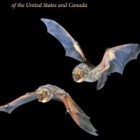 Bats of the United States and Canada